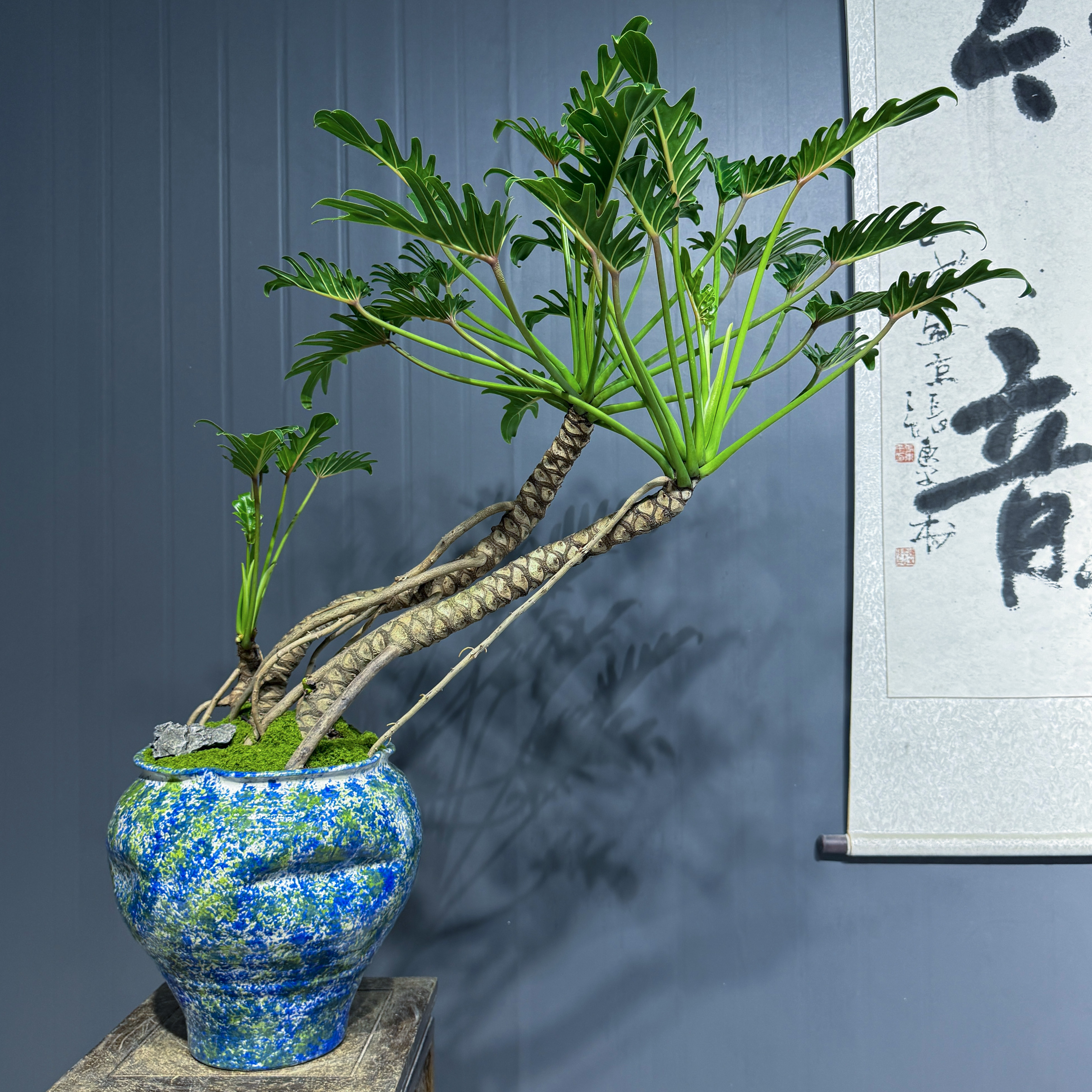 龙鳞小天使老桩盆栽造景植物，适合室内办公室客厅玄关摆放，高级感