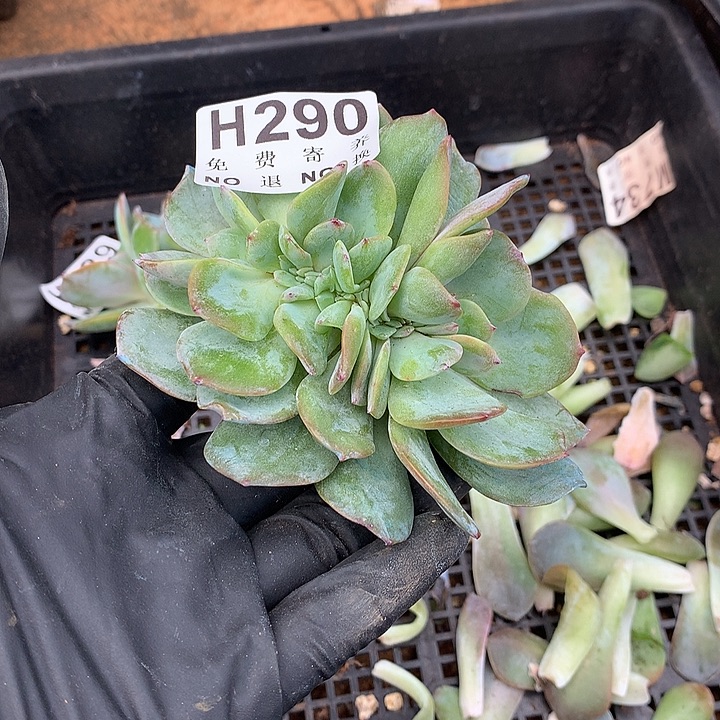 白凤缀化 非偏远38包邮、节后发