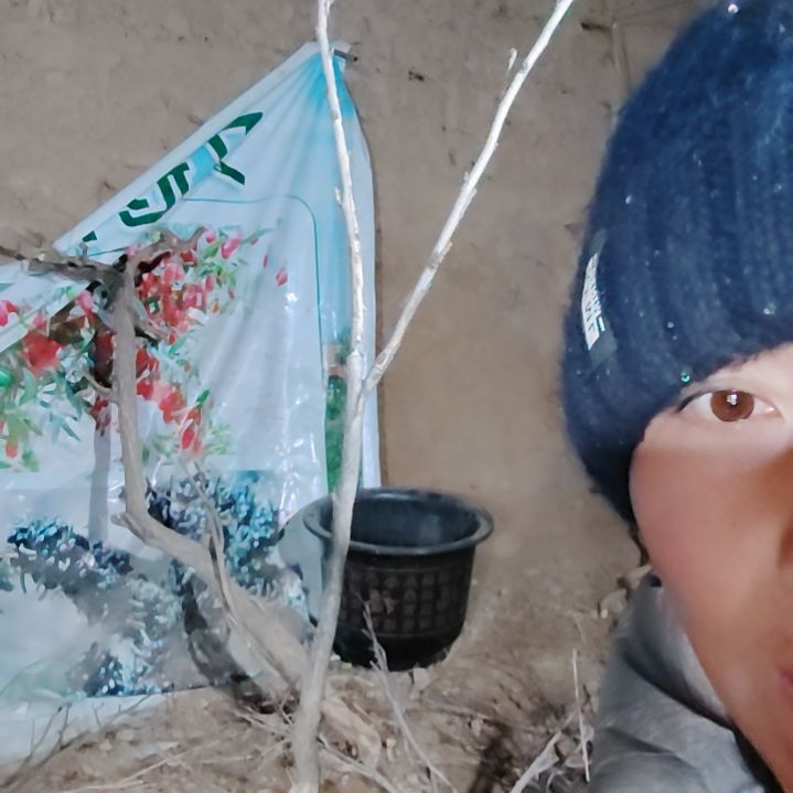 我***良完全开放文冠树一颗