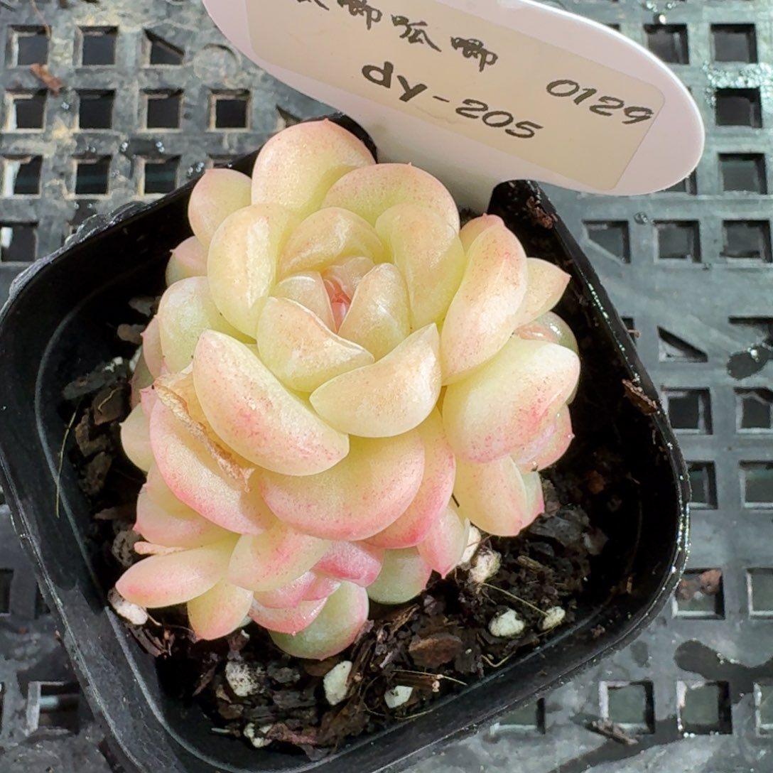 0129-0205-望舒单头