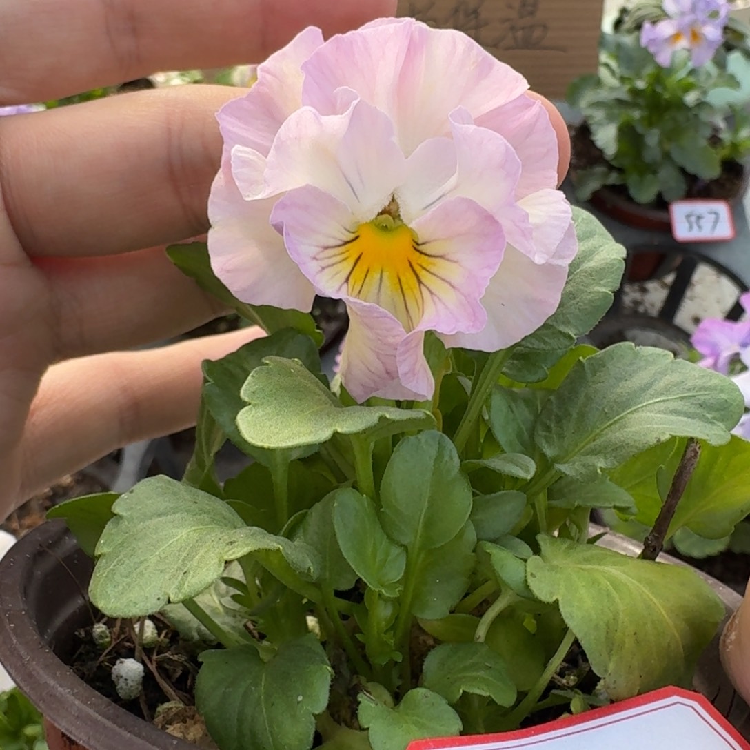 大部分花苞少量开放119