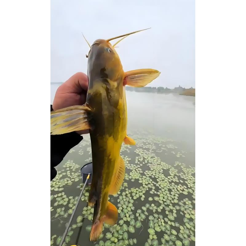 A活体鱼四川黄辣丁黄骨鱼 黄颡鱼 渔场直发观赏水族淡水饲养