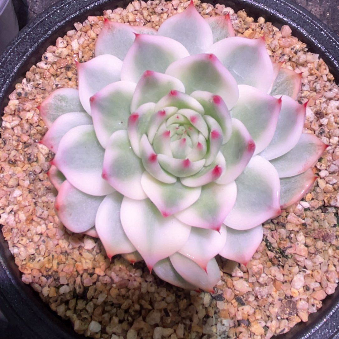 多肉特价吉娃娃锦