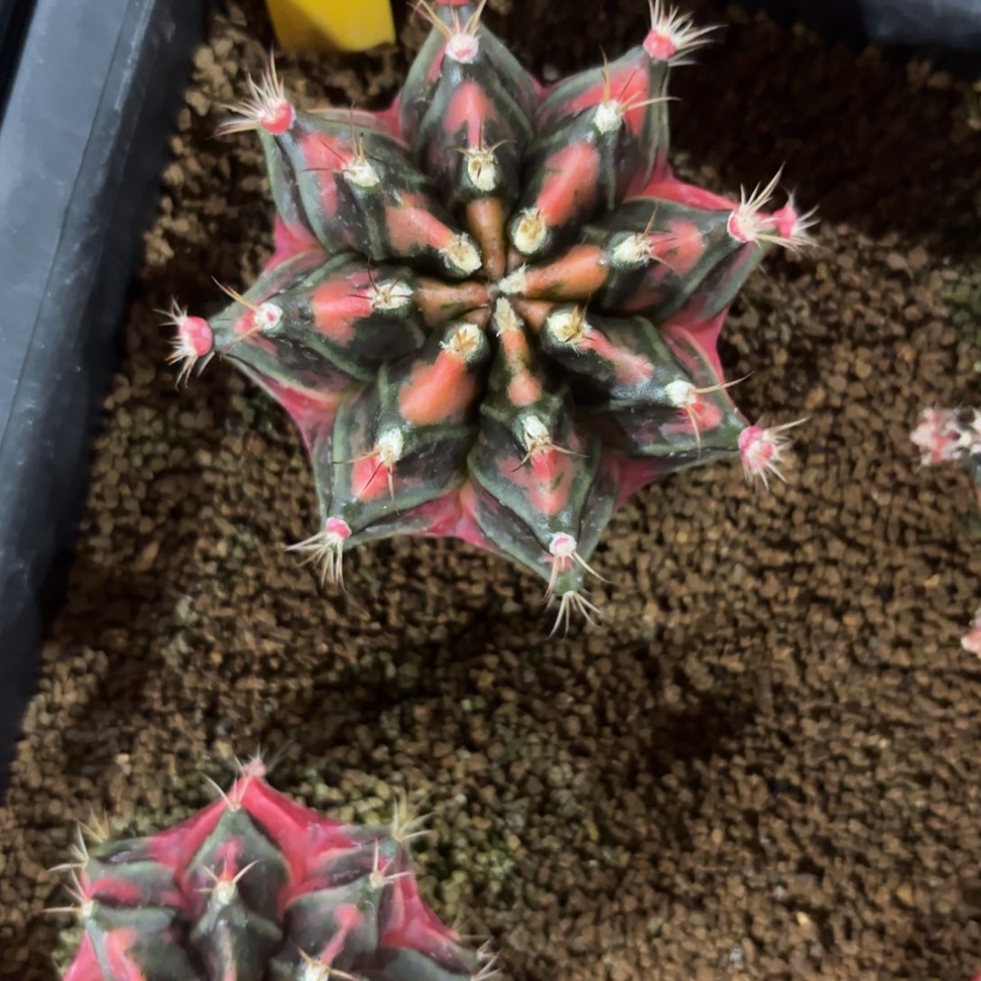 L718-0102泰国发货 黑砂