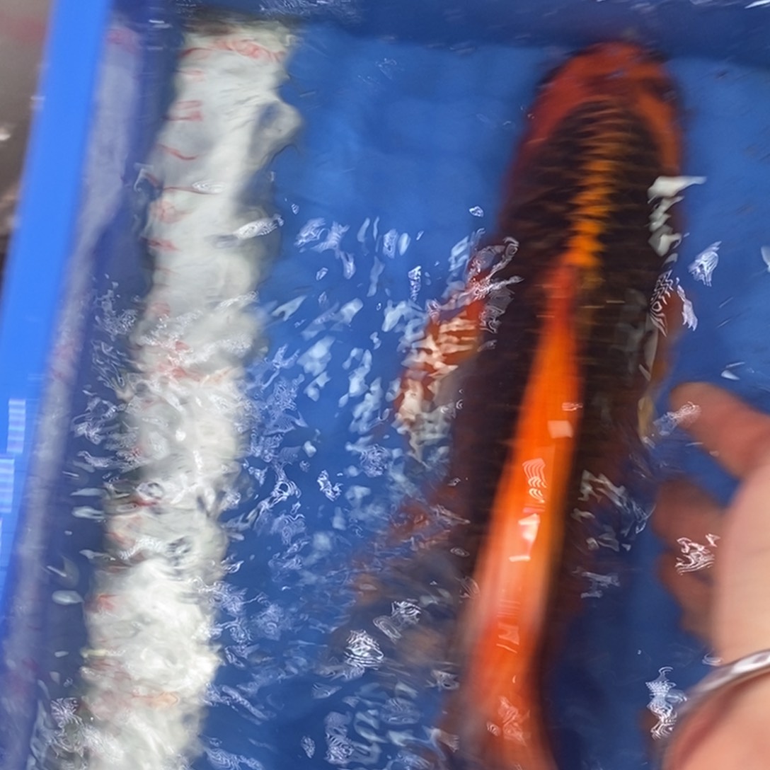 锦鲤冷水锦鲤包邮