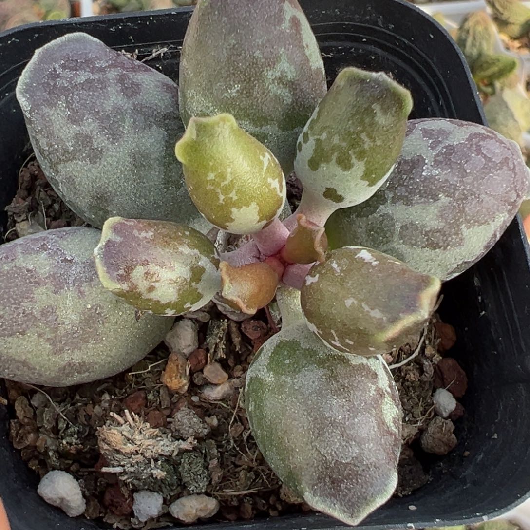 大墨点海豹多肉植物水泡