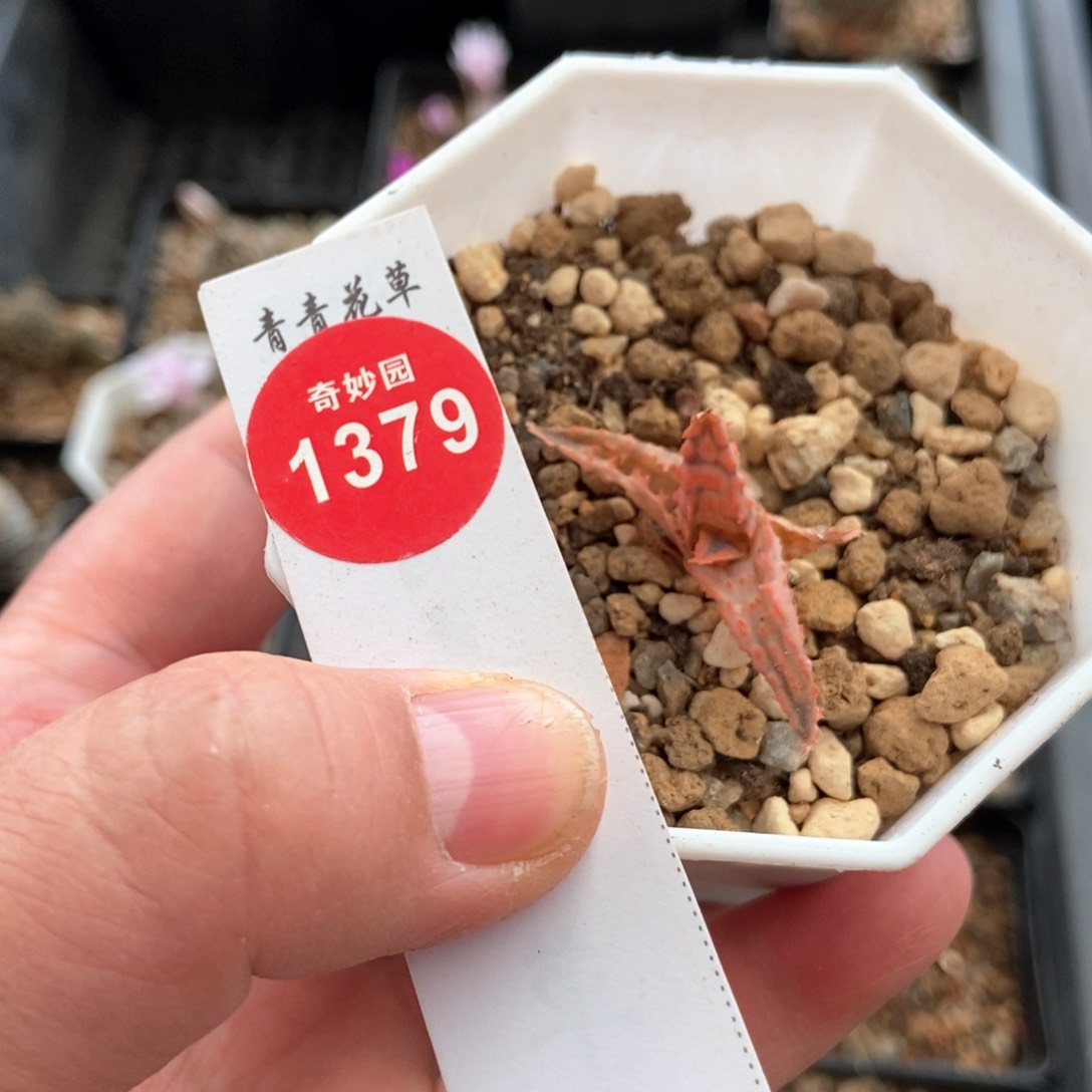 彩芦荟一棵仙人球