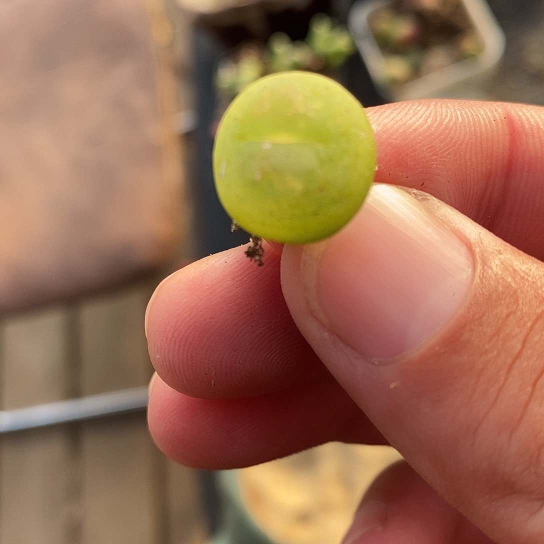 2820紫皮拉登一颗。  