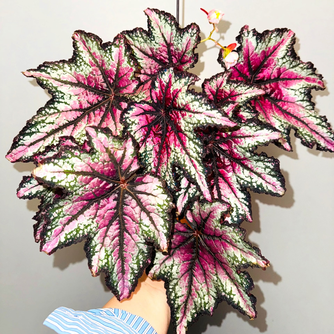 罗伯特高登秋海棠室内观叶植物耐阴好养易活绿植盆栽适合书房客厅