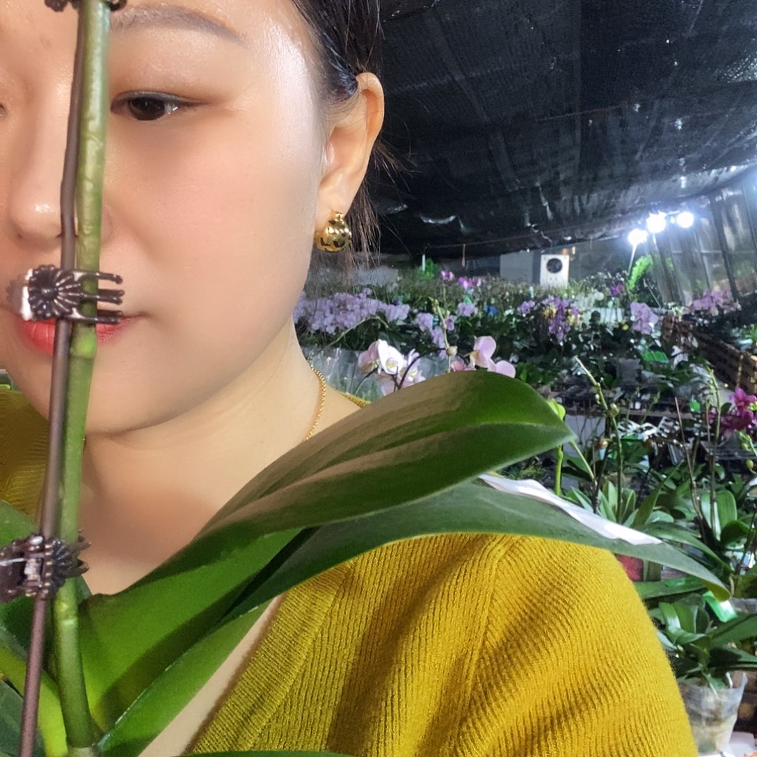 无花朵玛卡龙64蝴蝶兰