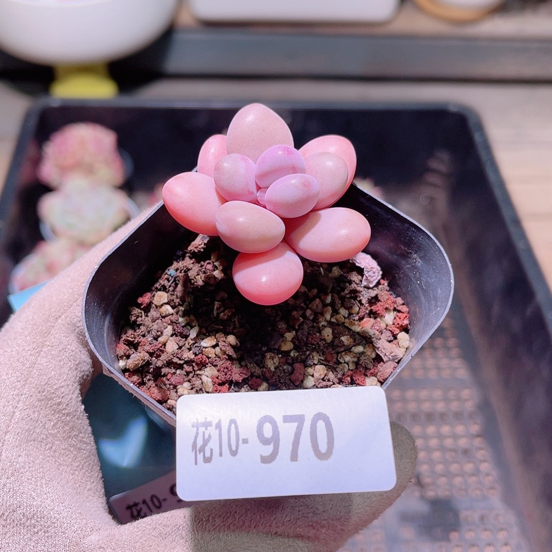花利美10-970桃蛋