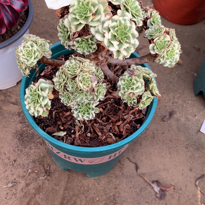 703碧浪多肉植物特价