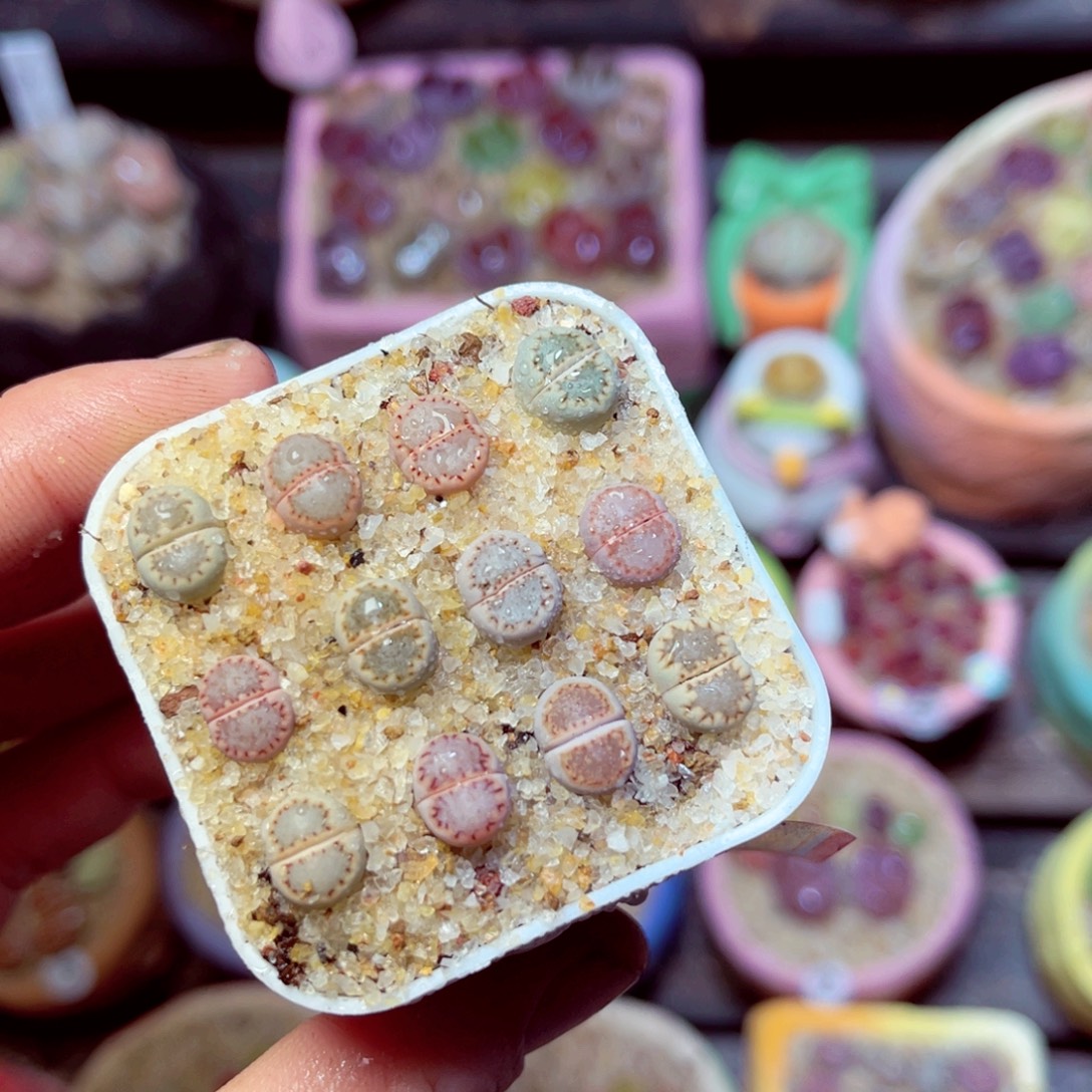 329生石花带盆发1