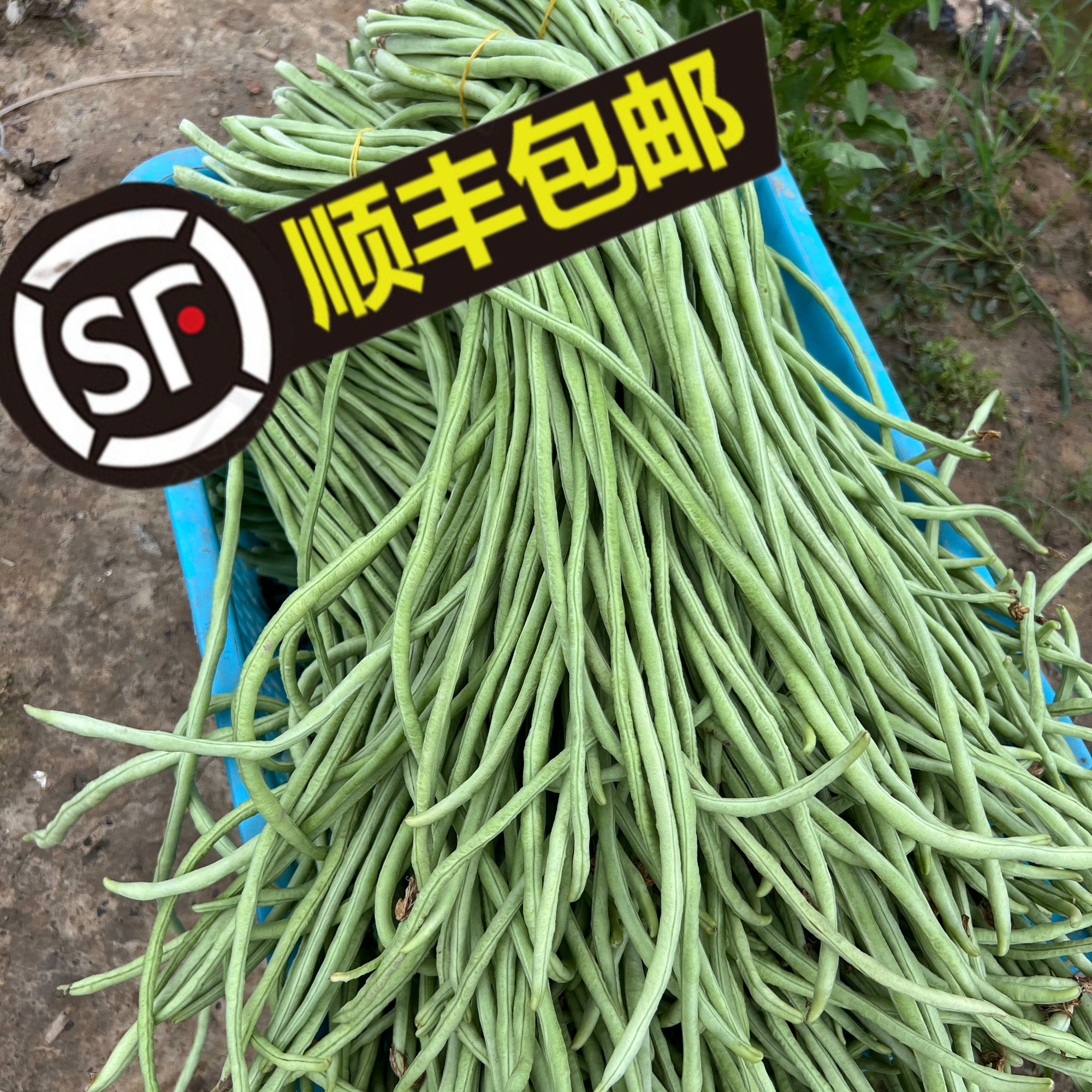 湖南醴陵新鲜长豆角当季现摘鲜嫩豇豆3斤装