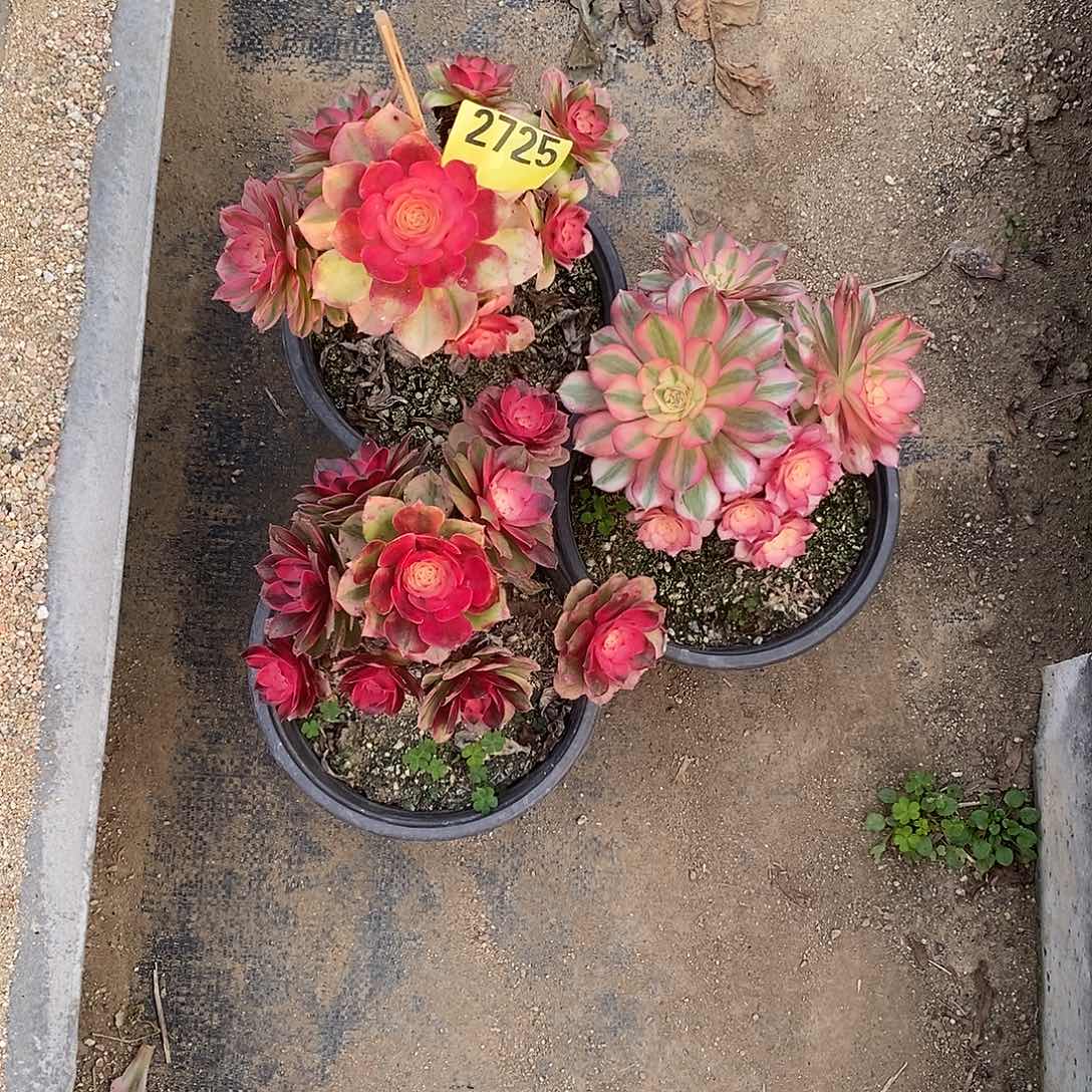 组合三颗多肉法师青城小颗2725