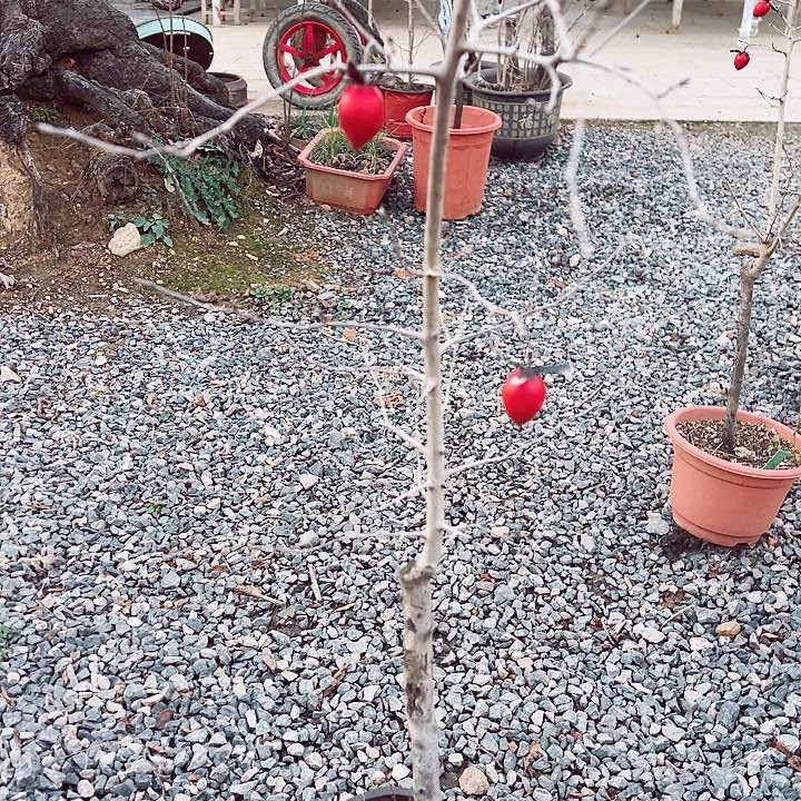 用***8无花朵哈哈哈哈哈哈