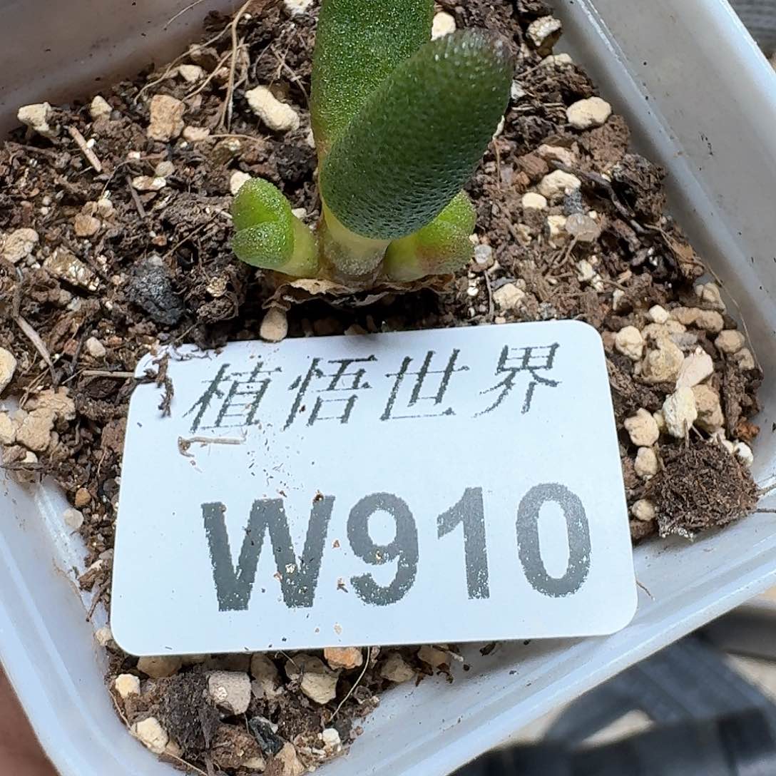 910盒多肉植物哇c f