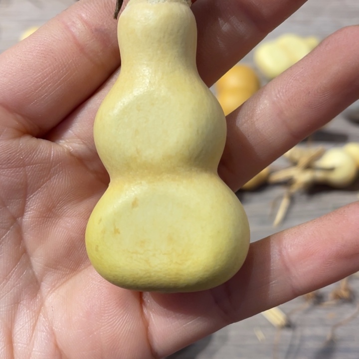 ?****3大粗嘴葫芦加扁葫芦