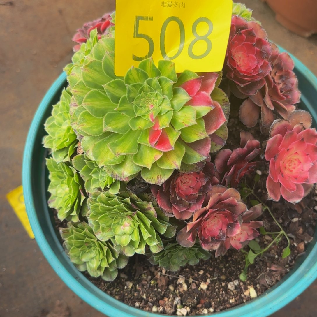 哈哈多肉葡萄福508