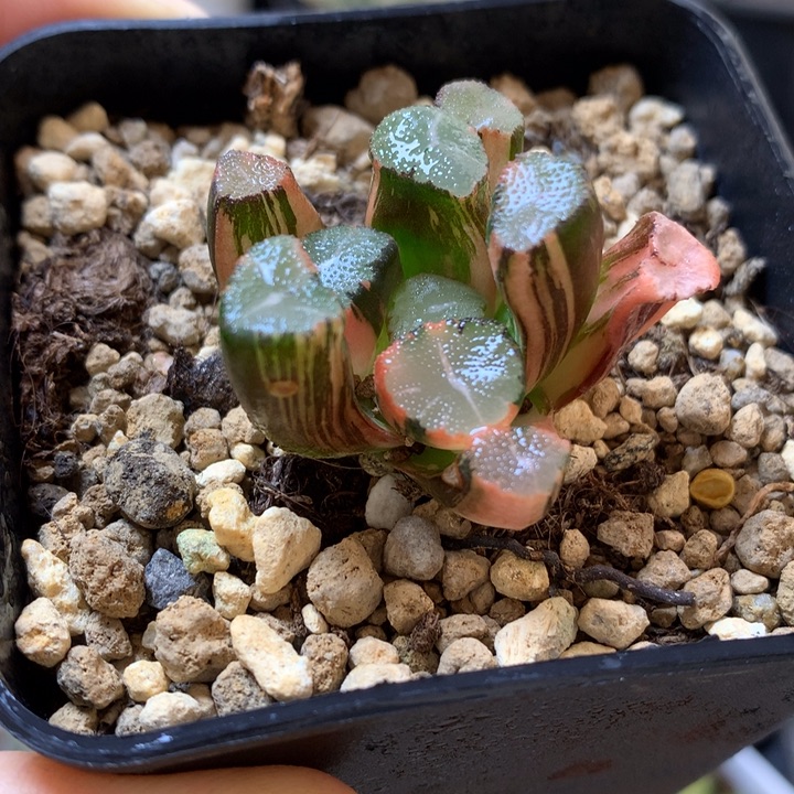 蜘蛛巢万象锦带盆土发货