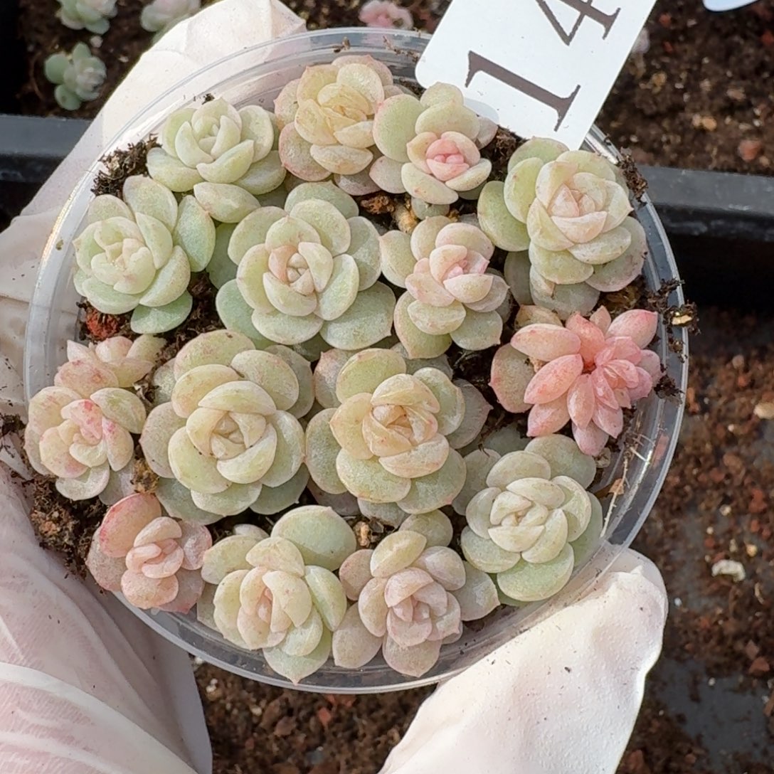 多肉植物多肉植物142