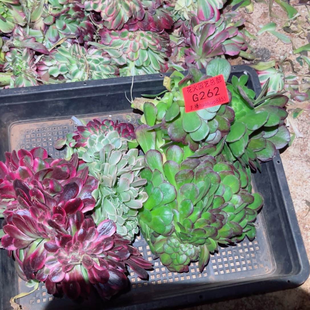 组合262多肉植物