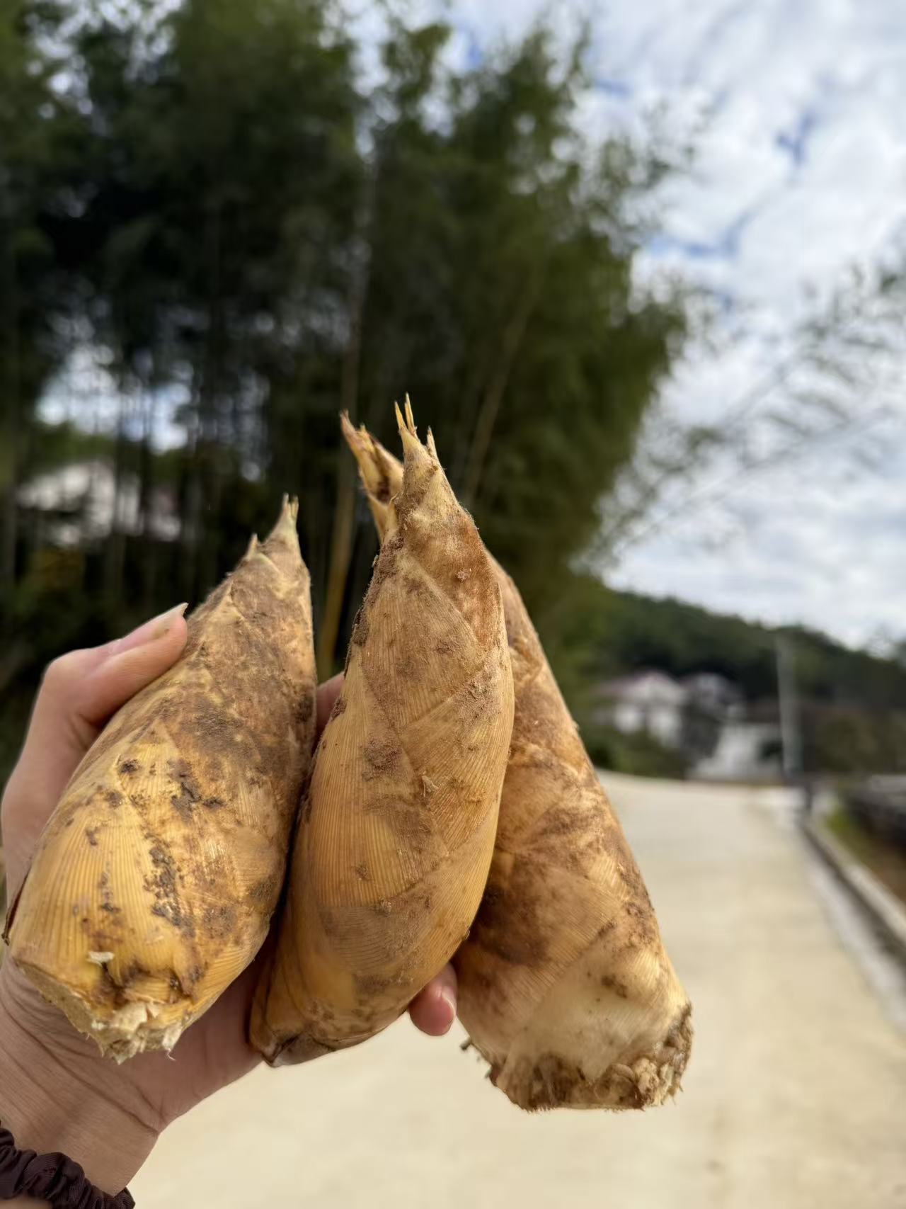 2025年大别山新鲜冬笋 单个3两左右