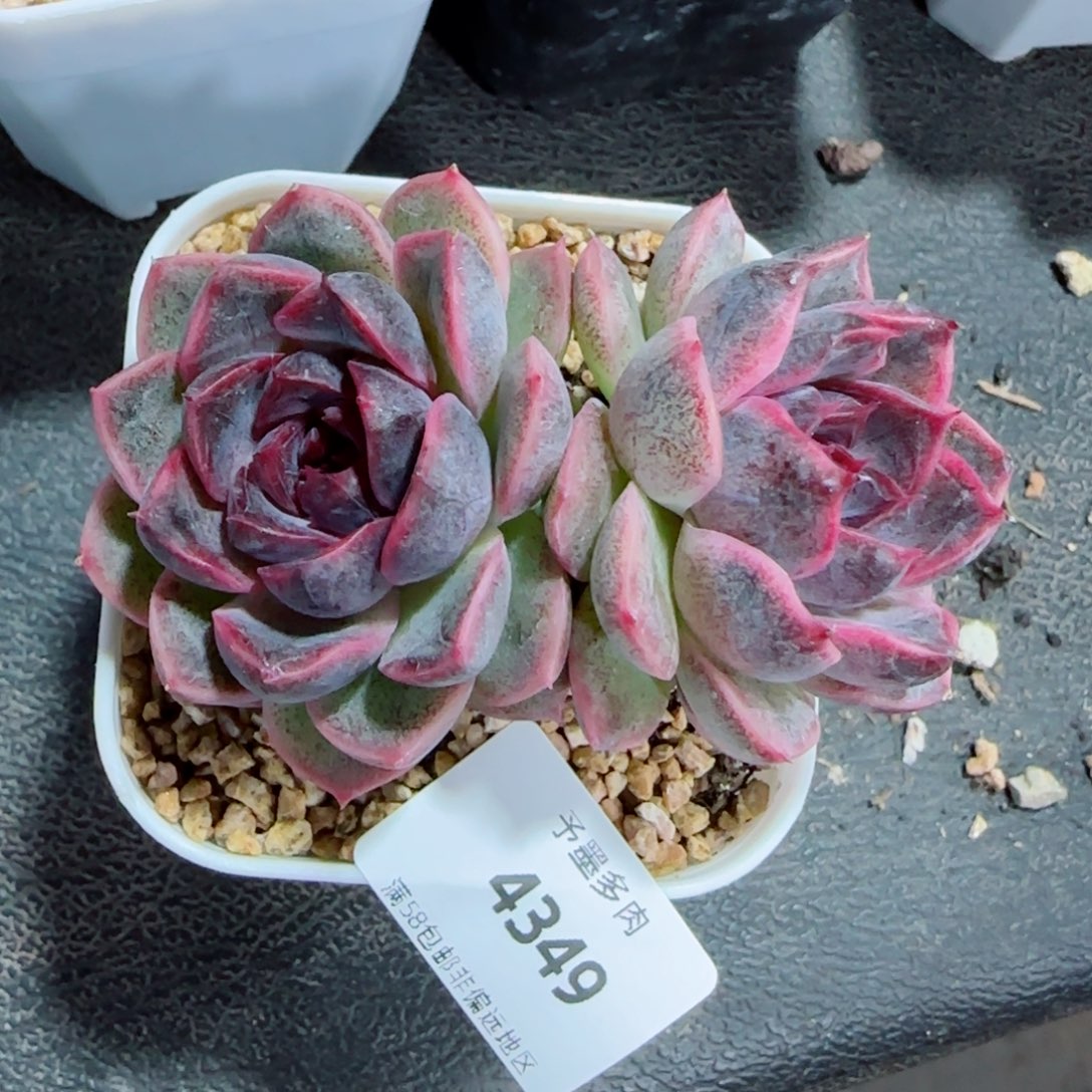 黑果糖，4349多肉