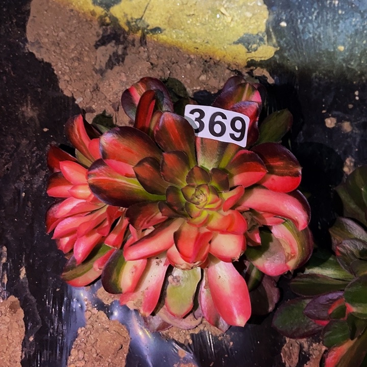 369流星雨多肉植物处理不售后
