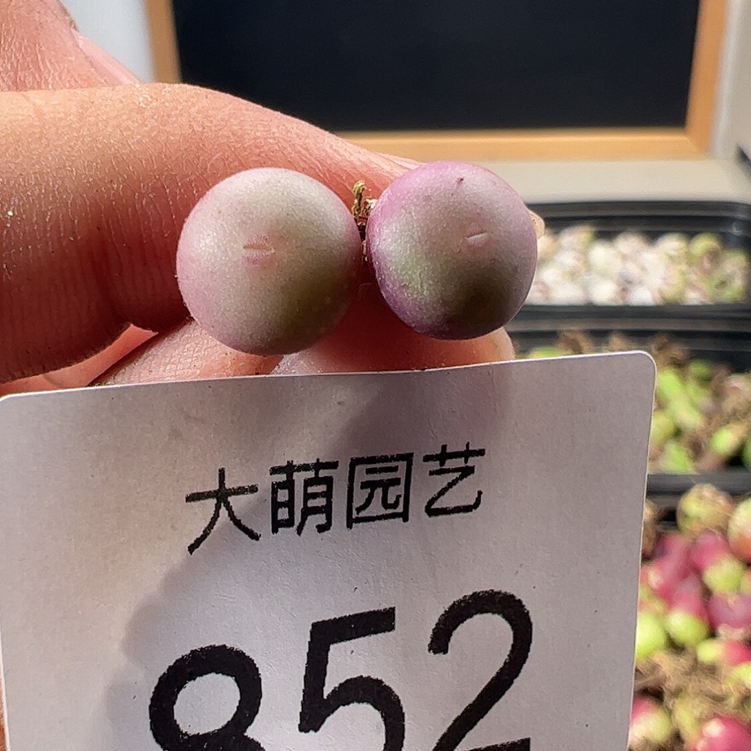 一物一拍。         852