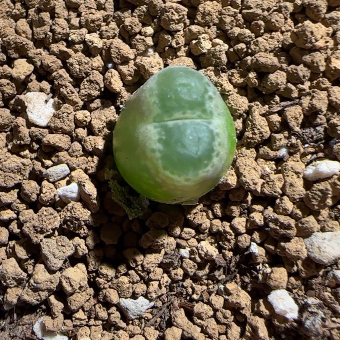 肉锥多肉植物组合-胖虎1350