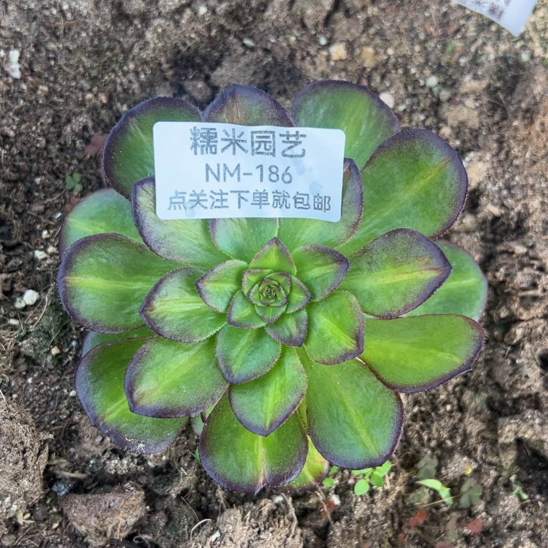 海王七彩中班多肉植物186