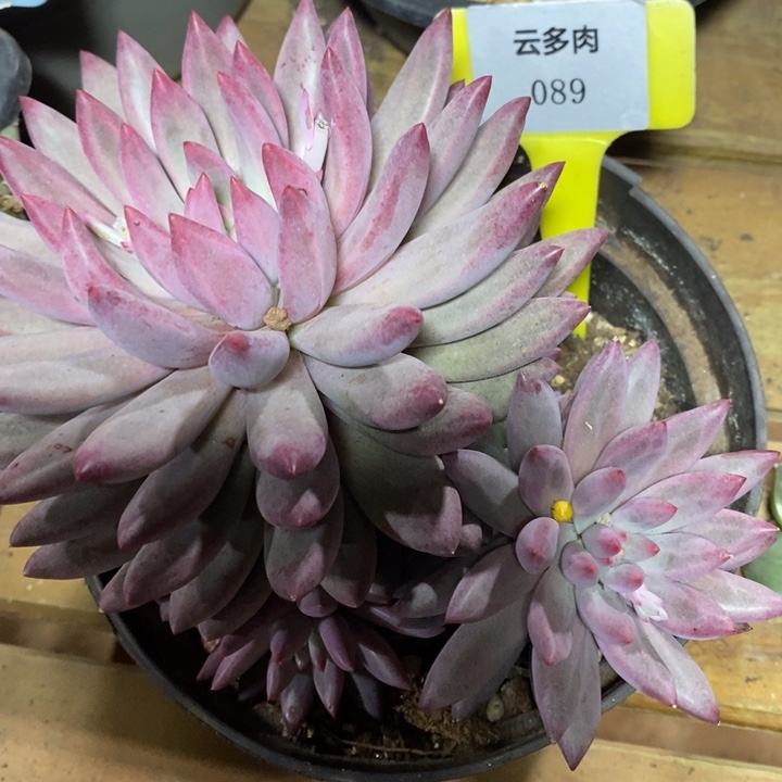 D089- 直播福利 虞美人