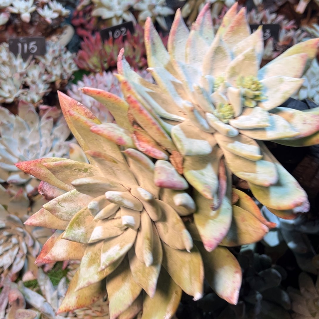 8266哈哈哈哈哈哈哈