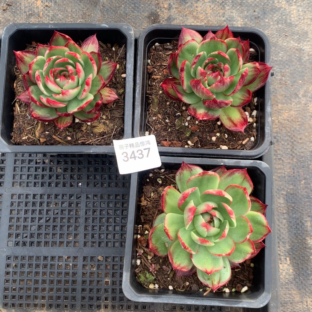 3437一物一拍3颗9厘米