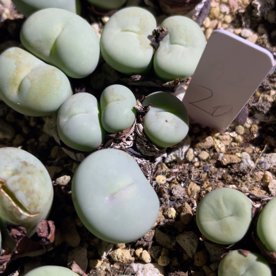 粉嘴嘴4头植物一物一拍