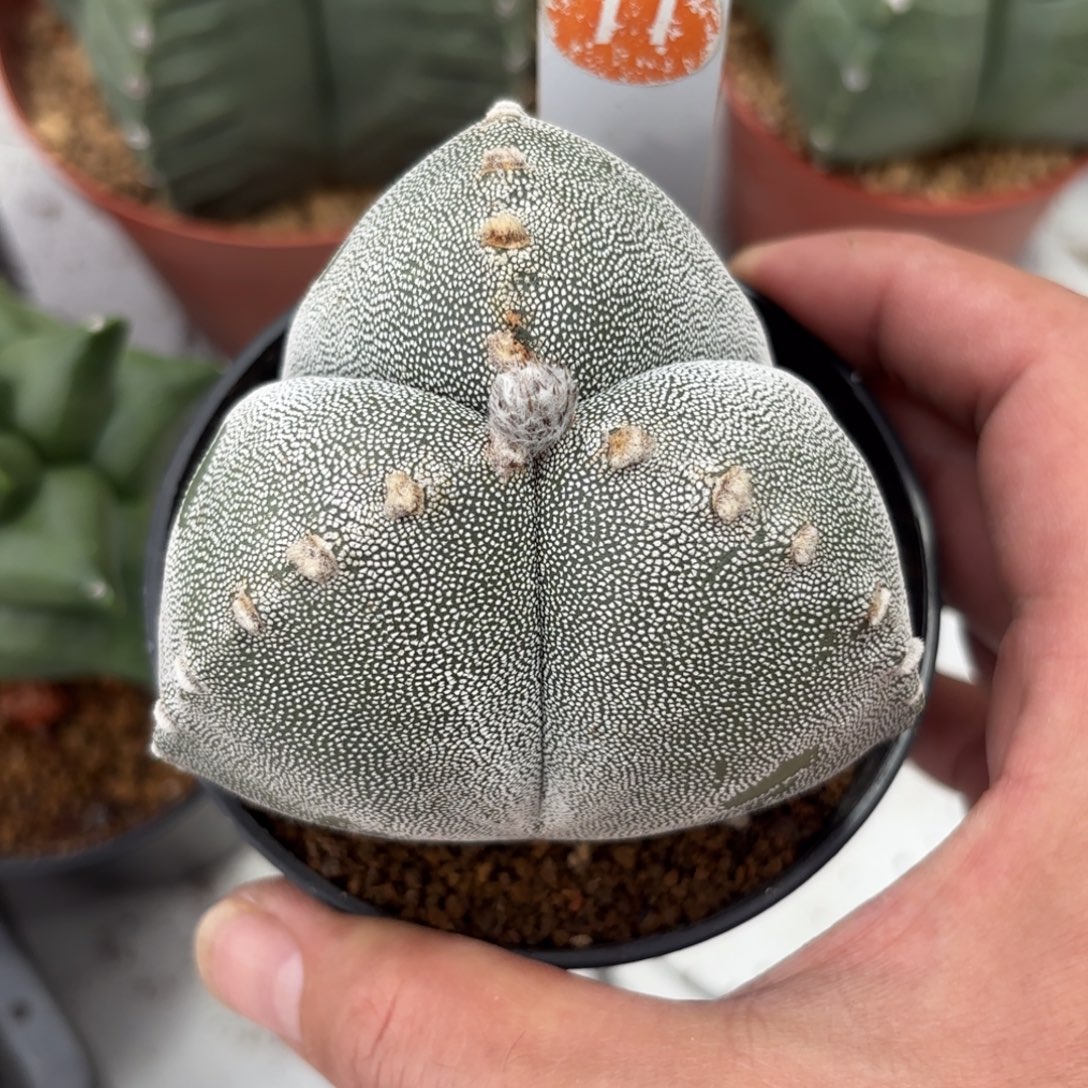 77实生三角鸾凤玉带盆带土