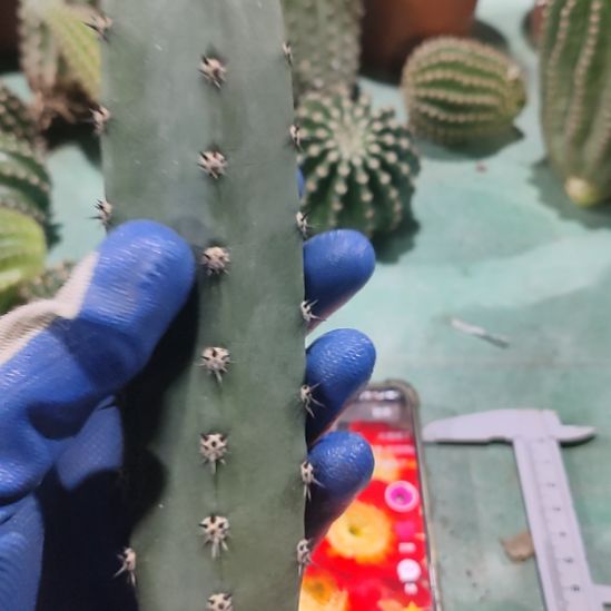 掉***了仙人球黑刺袖普侧芽两个15-18公分