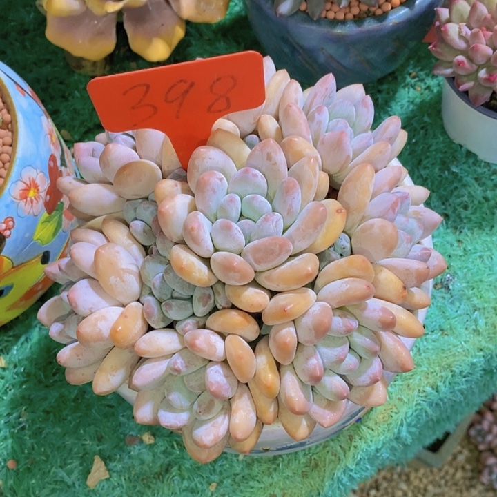 语***梦你要吃好了我等的