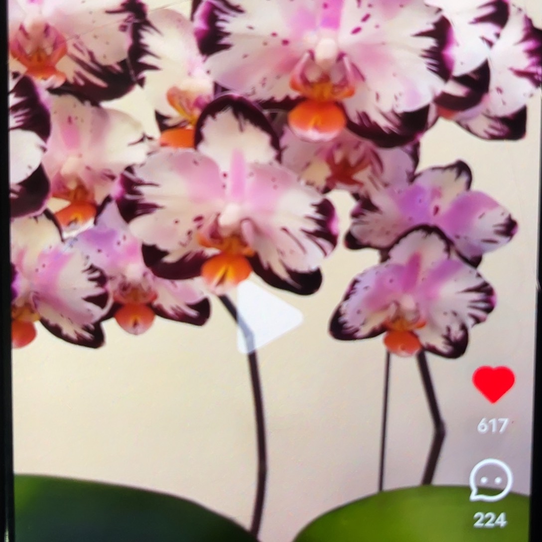 当前无花栽培后可以开花蝴蝶兰哈宝1.7带闪