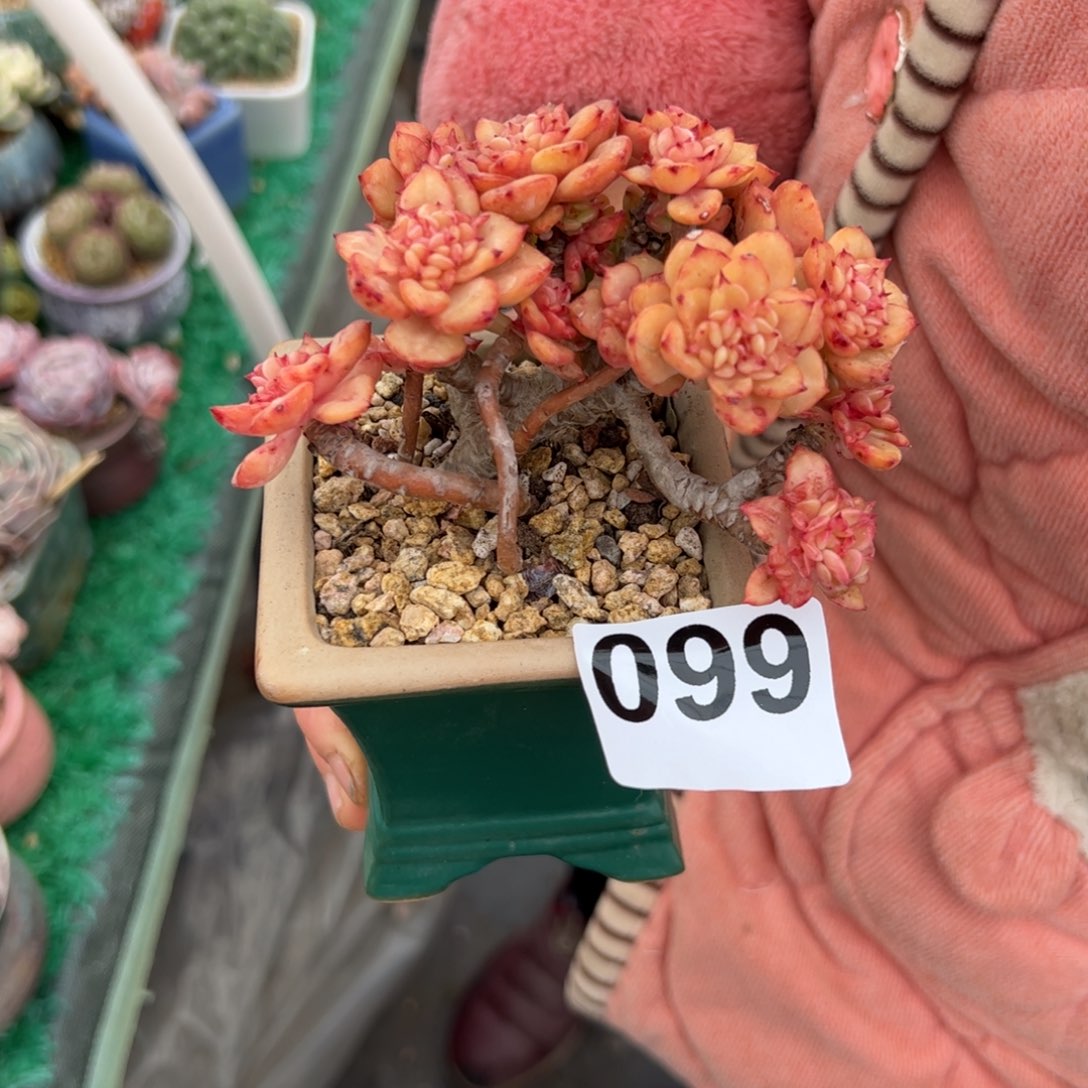 小**?099 多肉植物组合