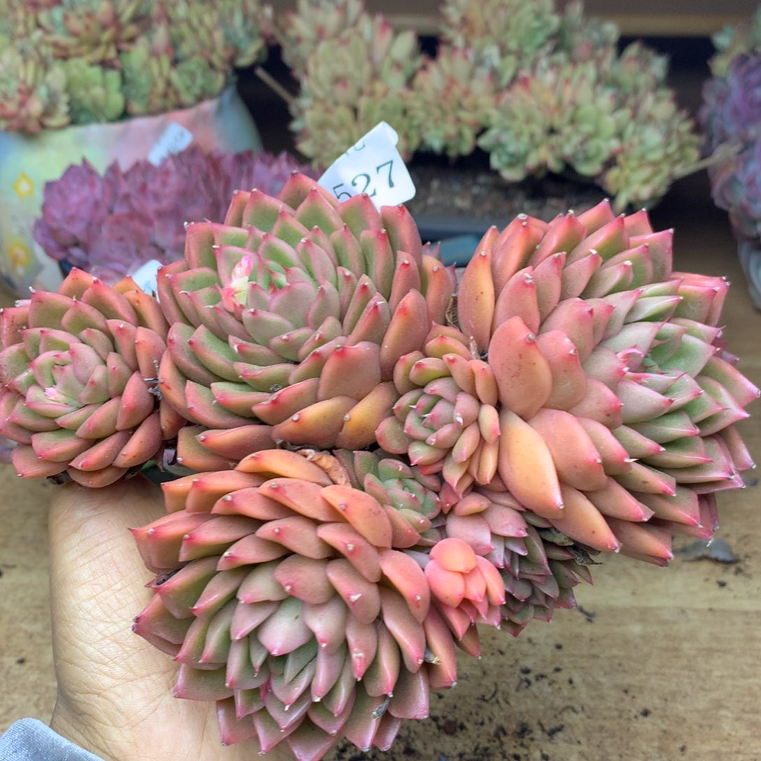 4527杂交精品基地17厘米