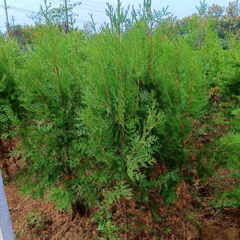 正品侧柏树苗 扁柏树苗 香柏树苗庭院侧柏叶柏树绿化苗木四季植物