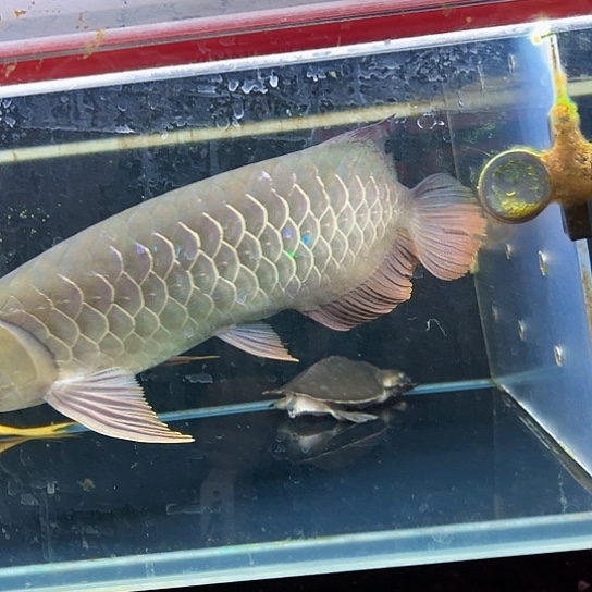 水***徐龙鱼瑕疵垂尾特价金龙开箱报损入缸不包