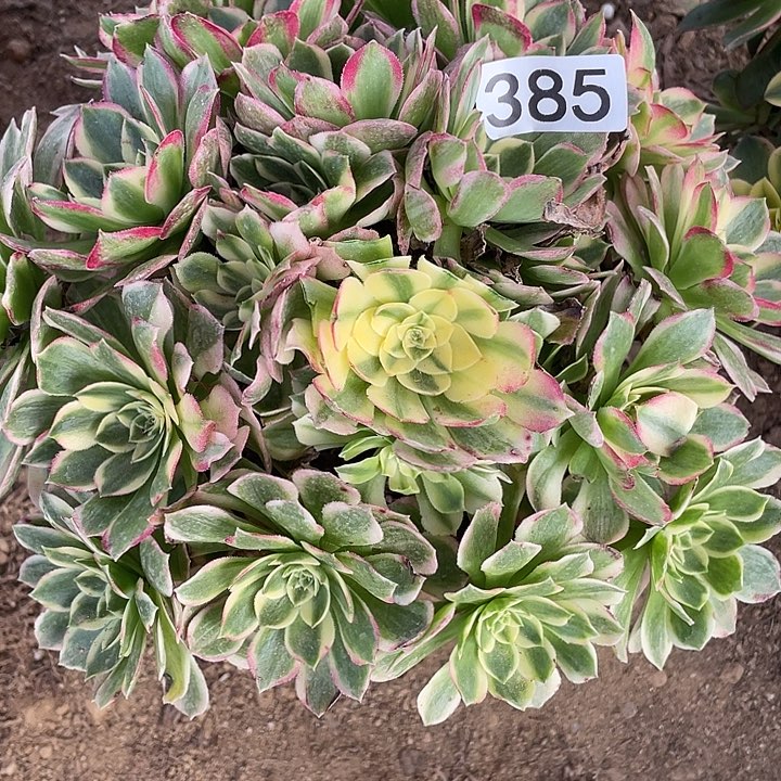 385海王对肉植物的