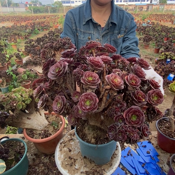 紫***香460欧紫缀化老桩了吗