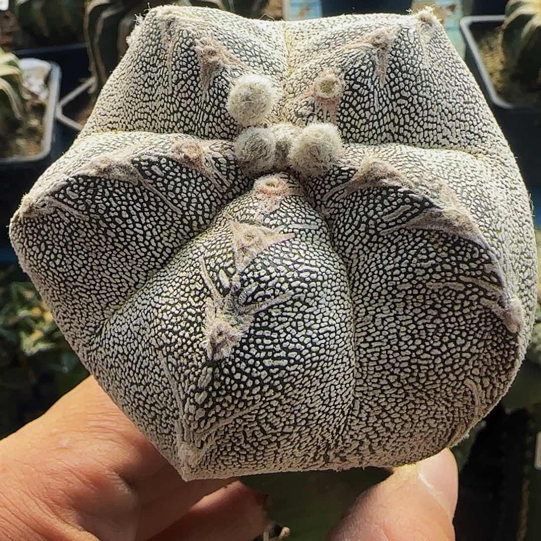 恩冢240仙人球开花