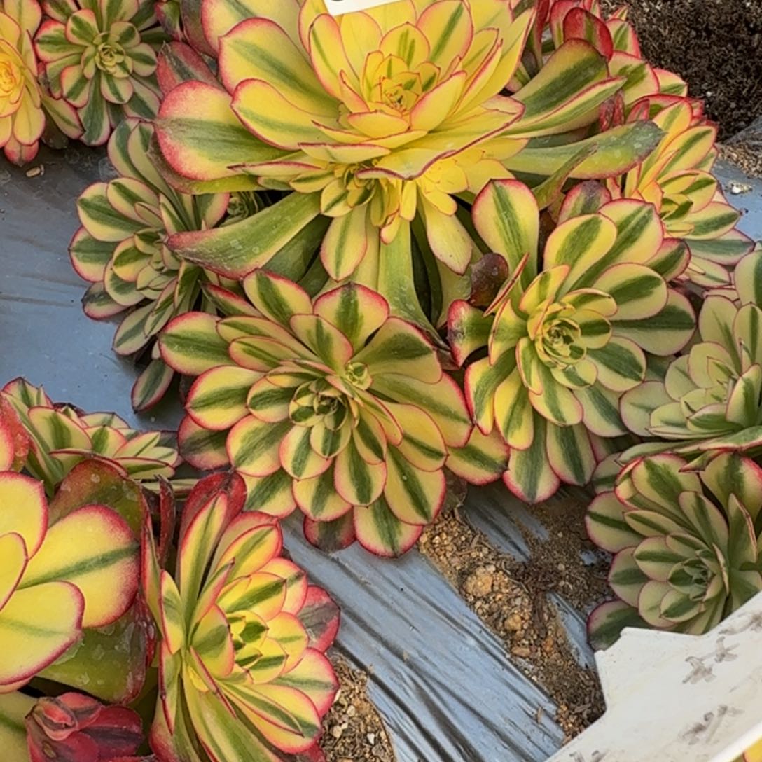 一***⑦123荔枝。多肉植物