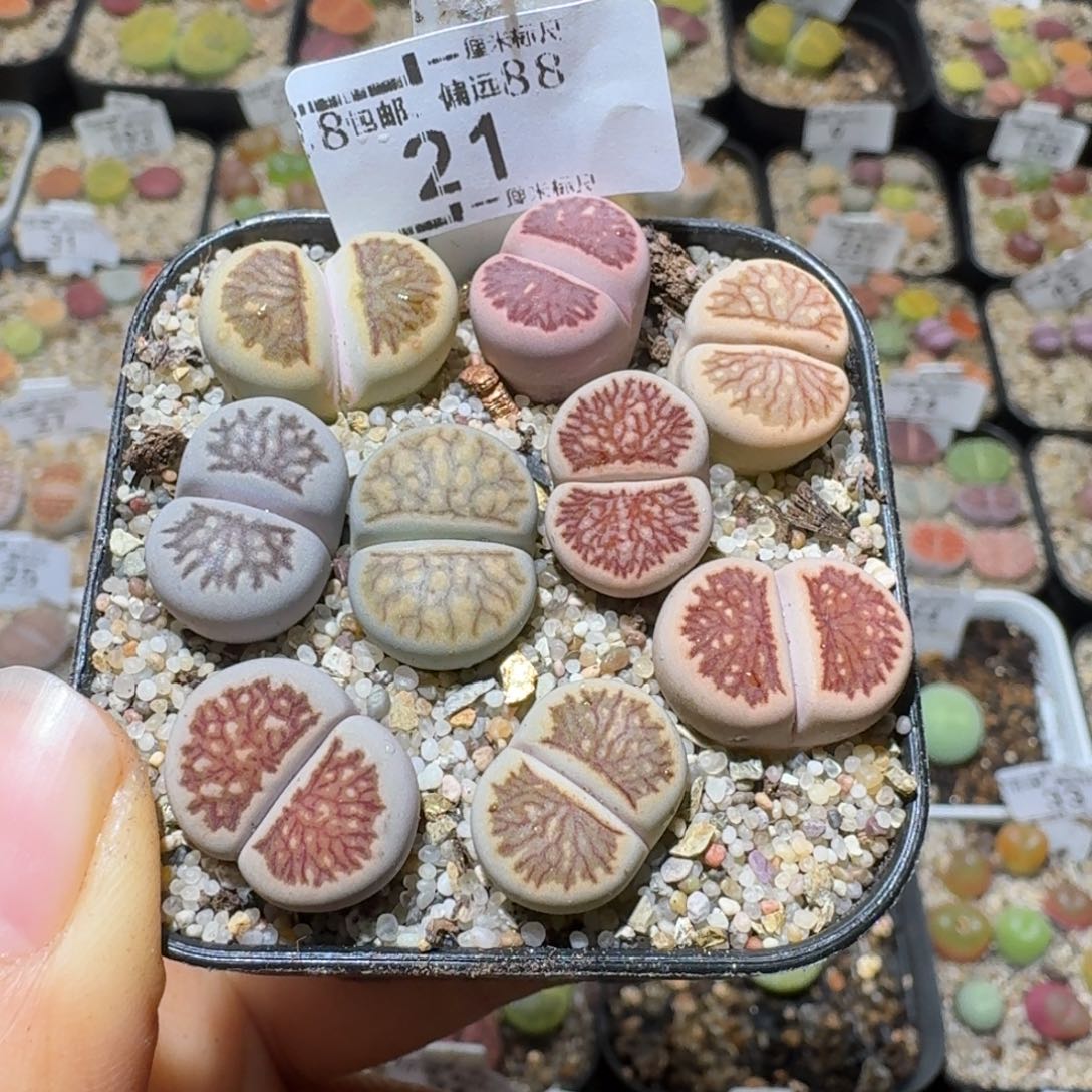 Sss生石花便宜清21