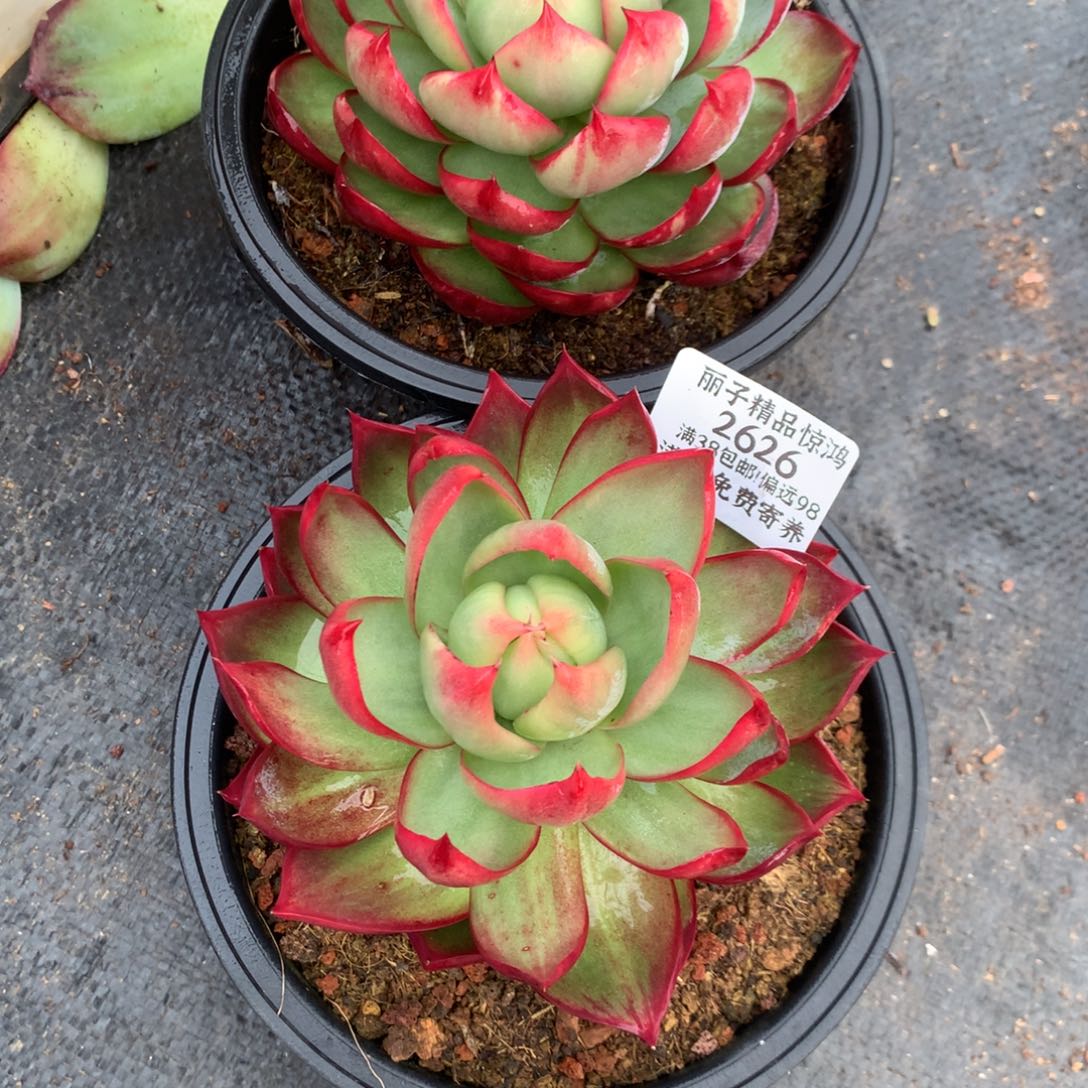 2626号多肉植物惊鸿2颗